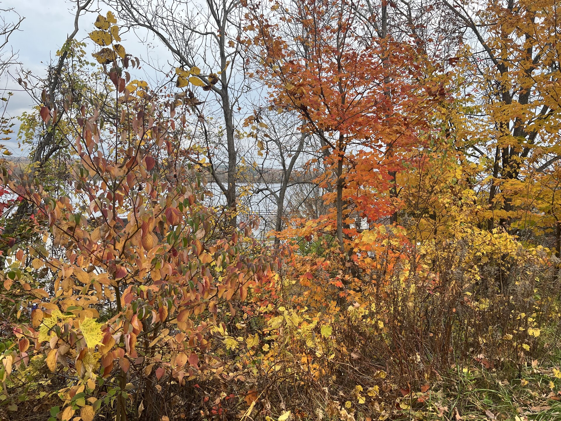 Backlit thicket of golden autumn leaves with a lake behind